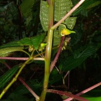 Impatiens taprobanica Hiern